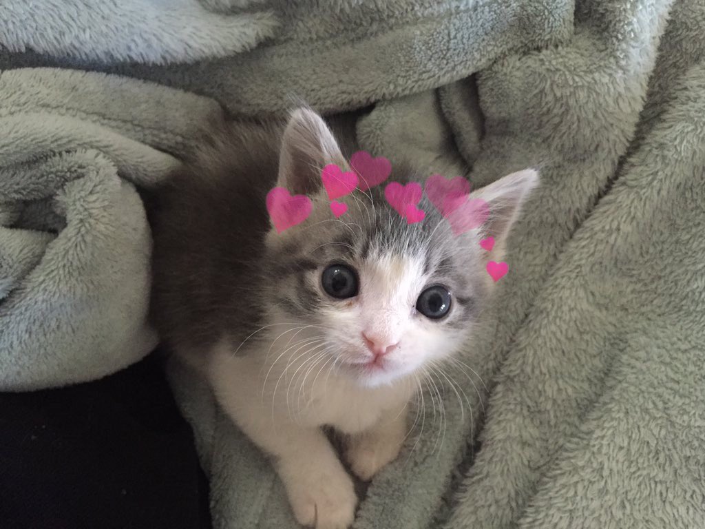 catswithearts's tweet photo. https://t.co/mfZwR1yS0D