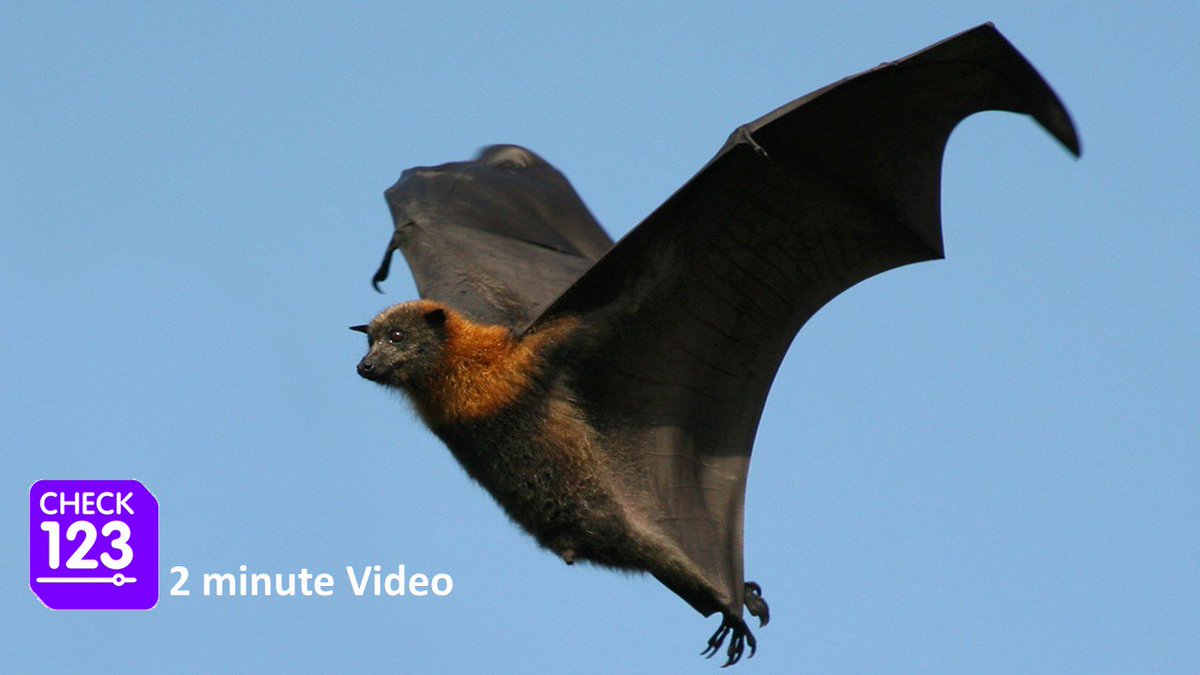Маврикий летучие лисицы. Летучие лисы на сейшелах. ) бавеанская летучая лисица. Дрон на базе а 22 летучая лисица. Pteropus giganteus ariel.