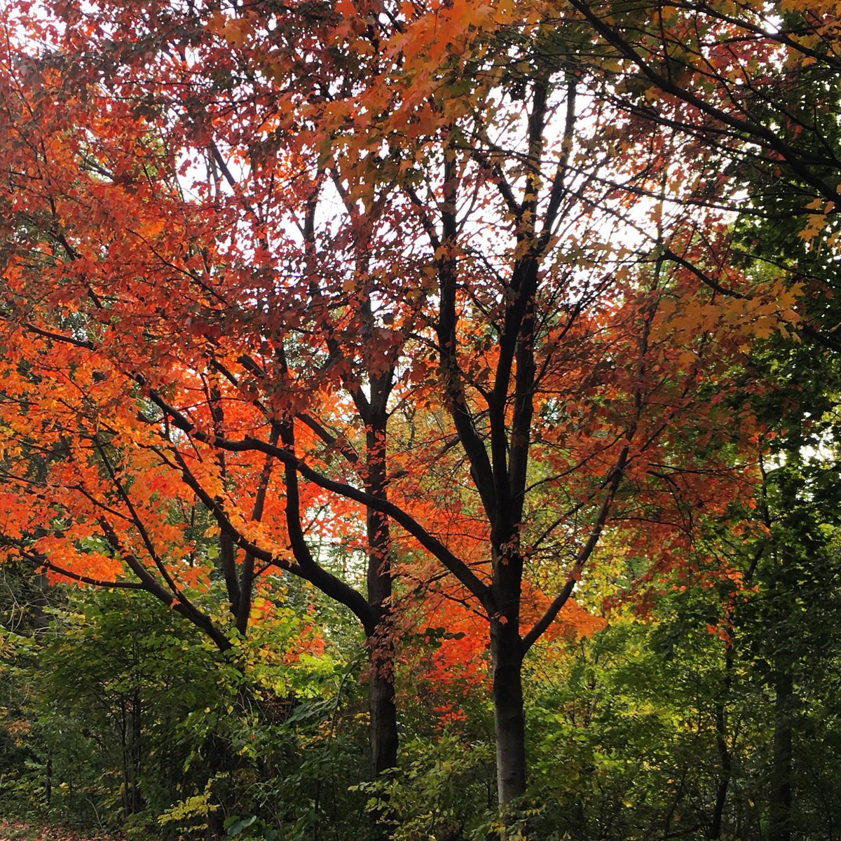 themarginalian's tweet photo. There is no greater antidote to the self-important pettinesses of the human world than the unselfish splendor of the natural world. https://t.co/hJb0aF6Wlb