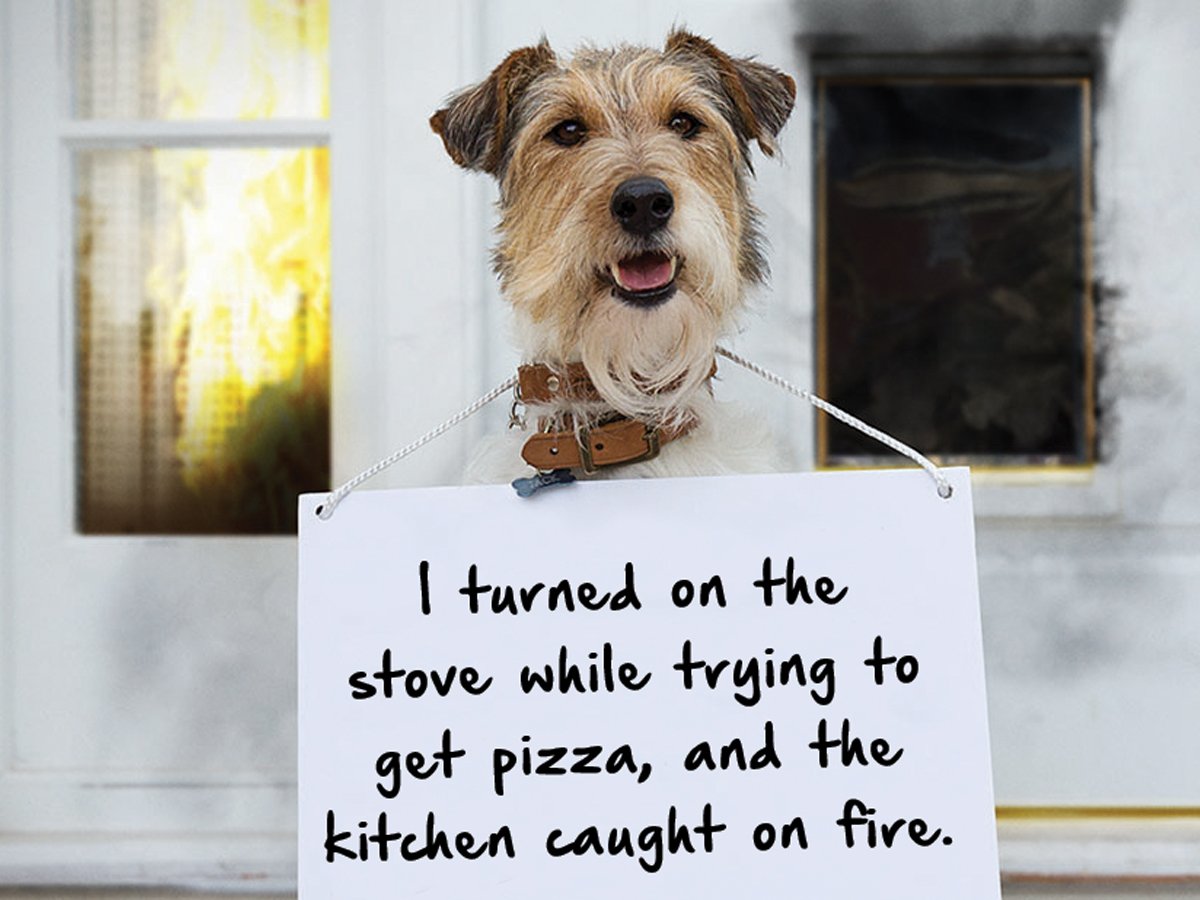 ClarkFarmers's tweet photo. Come on, be a good boy. Say, Farmers covered it. #DogShaming https://t.co/MZLtPoyBtZ https://t.co/2AllGGmKmr