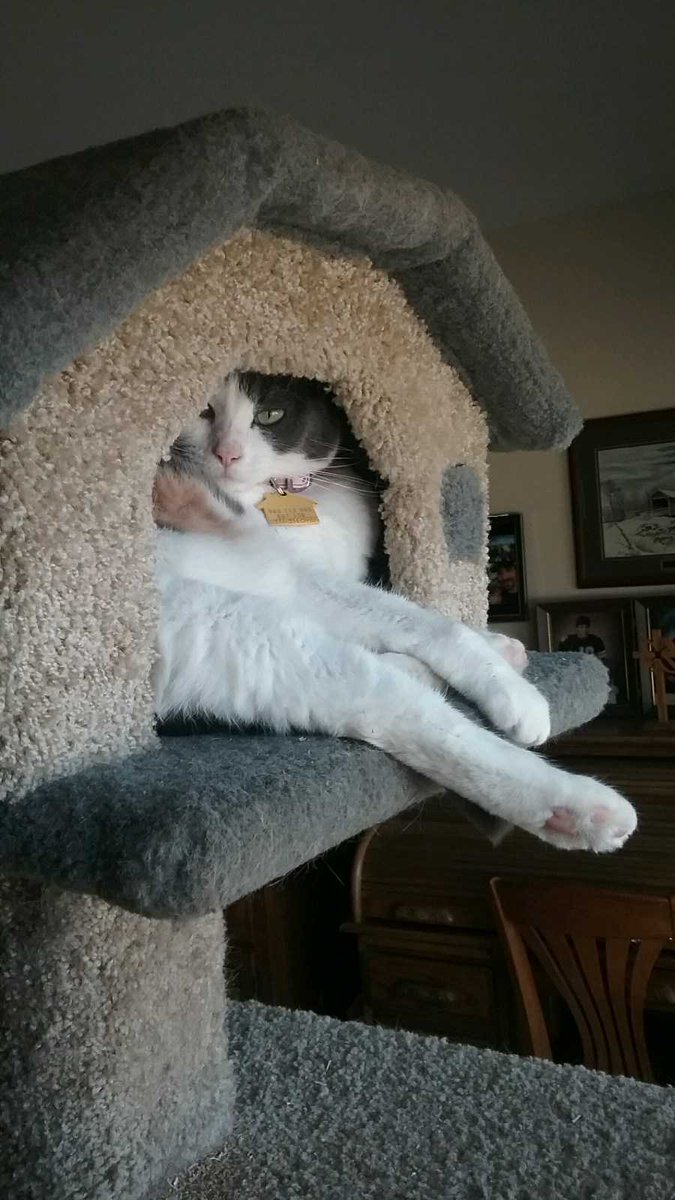 saradawn226's tweet photo. This pic of my parents' cat is the highlight of my day, and highly representative of how I feel right now. #IowaCat https://t.co/PJ9W814g3Y