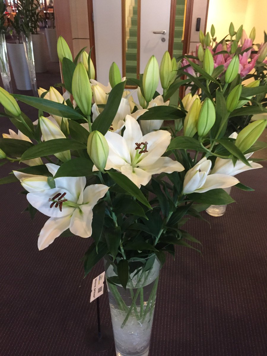 De beste Az/LA in Lisse bij CNB werd PACIANO van Vletter en den Haan, Or/OT werd WHITE SPEAR van <a href="/DeJongLelies/">De Jong Lelies</a> .