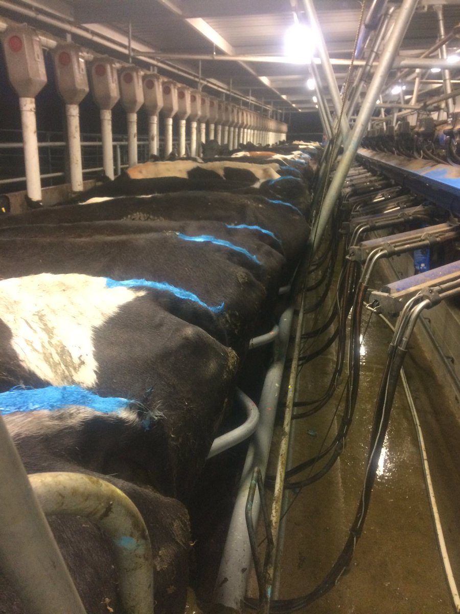 thejoeymalone's tweet photo. Out of bed at #331am this morning to get going on the heat detection aids. Let's hope for a fertile season #flashmate #tailpaint #breeding16 https://t.co/jAhpGZUP7h