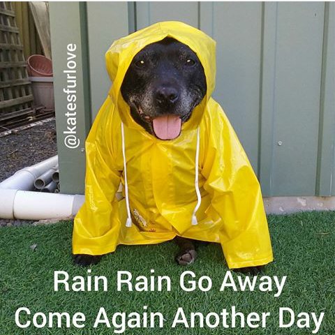 #itsraining #catsanddogs #staffystyle #NationalStressAwarenessDay #cutedog #dog #funnydog #meme #funny #lol #animal #beautiful #sweet #love