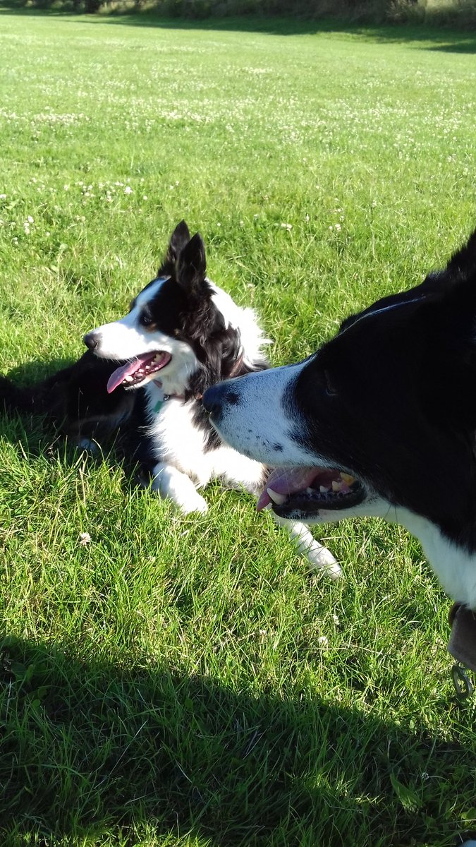 CassieBob2's tweet photo. Fun in the park. Is that another dog over there?  🐶🐶 https://t.co/hdnBpxbsoz