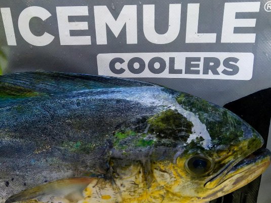 "Putting Mahi in my #icemulecoolers might be my favorite thing to do.... Well, at least until the day I land a Wahoo." <a href="/BrettBarley/">Brett Barley</a>