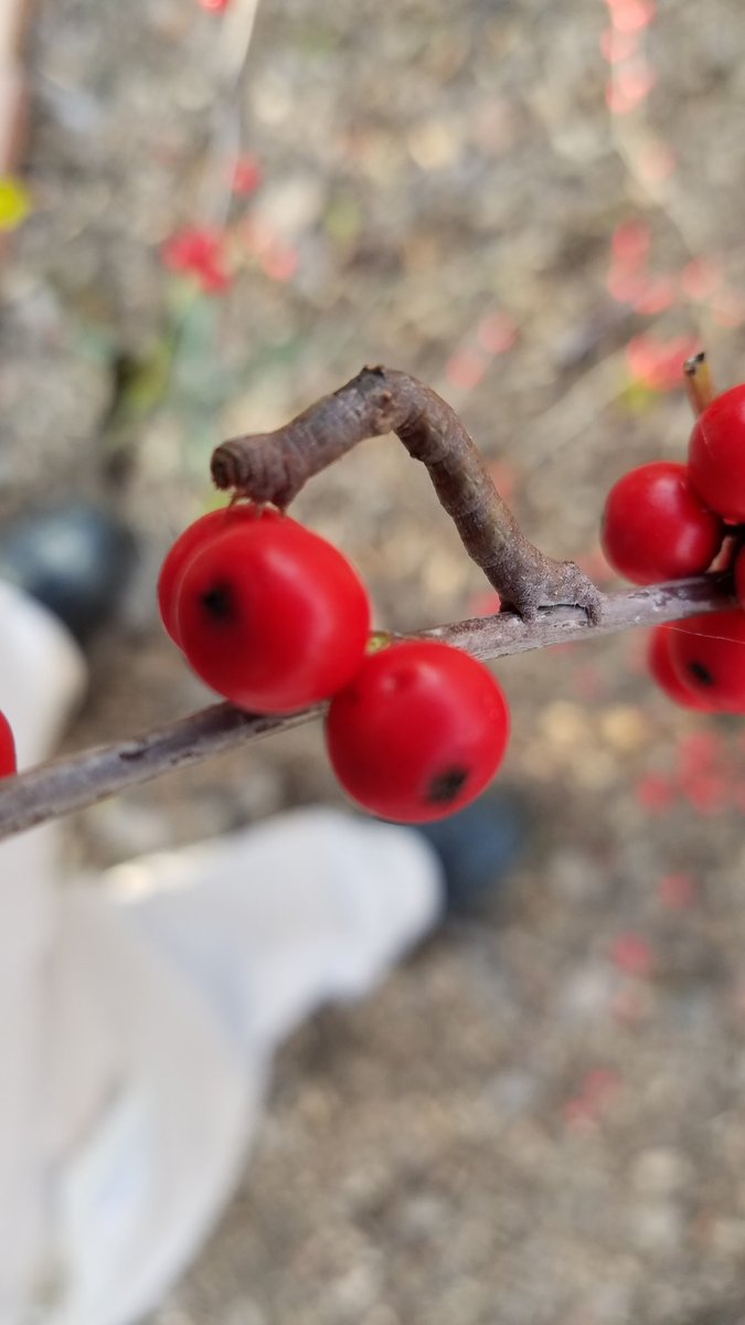 David  Paul tweet media