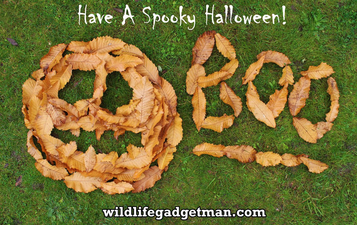WildlifeGadgets's tweet photo. @businessplumber They sure were #SuffolHour #Halloween https://t.co/JcSGfLsbGw