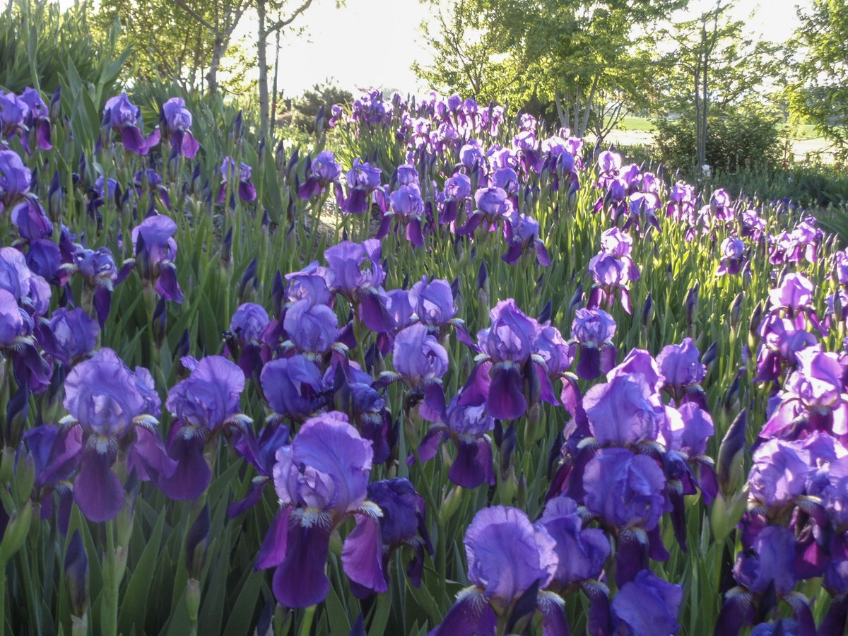 RossRoadIris's tweet photo. A hillside of an old (unnamed) historic iris, a NOID (no ID). I call it CAT WHISKERS, not official name. #iris #rossroadiris https://t.co/QG20mB53jW