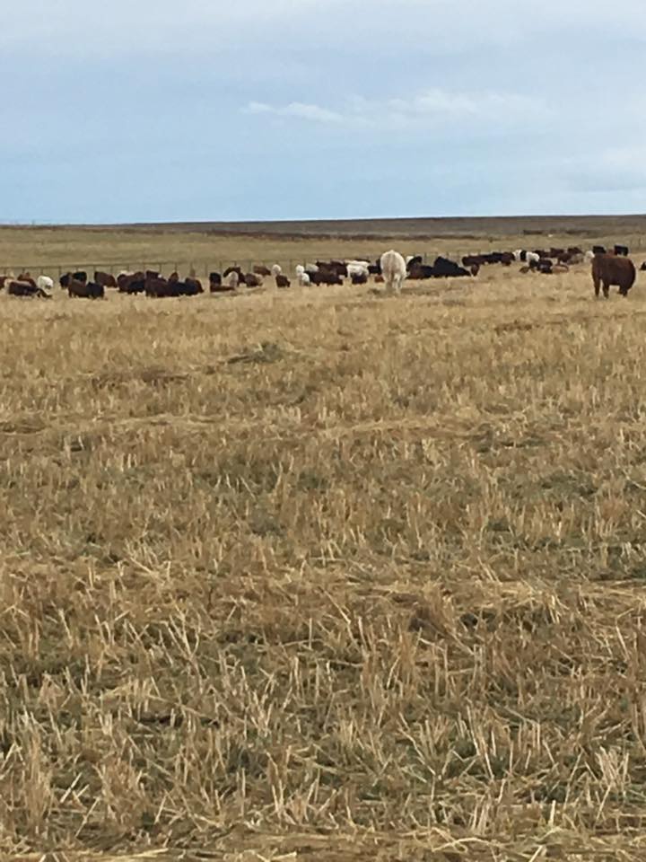 Soderglen's tweet photo. 2 hours after weaning. Oat swath weaning really works great! #soderglen https://t.co/rfUR47RFMZ