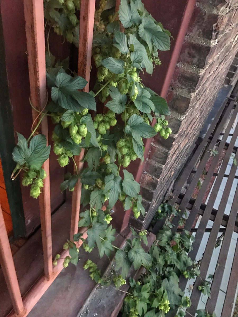 Enjoying the ambiance inside and out of <a href="/NewburghBrewing/">Newburgh Brewing Com</a> #hops