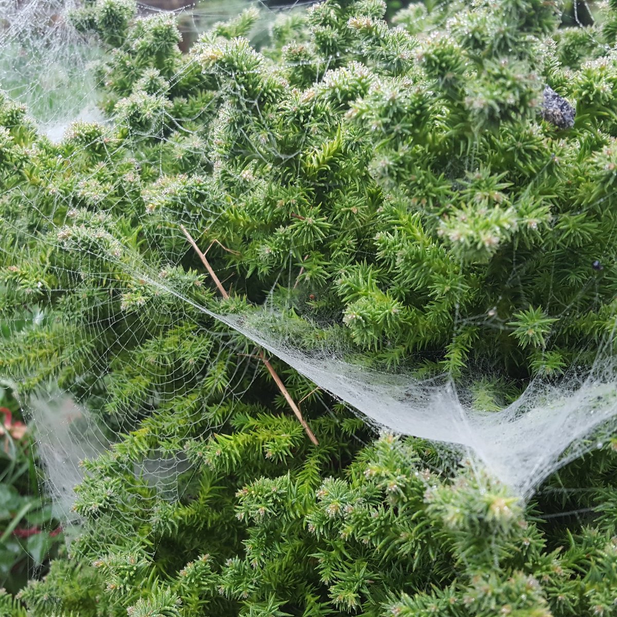 CaraJeanChevis's tweet photo. #myphoto #nature #cobwebs #spiderhome #green #mygarden https://t.co/ld8S60FYNT