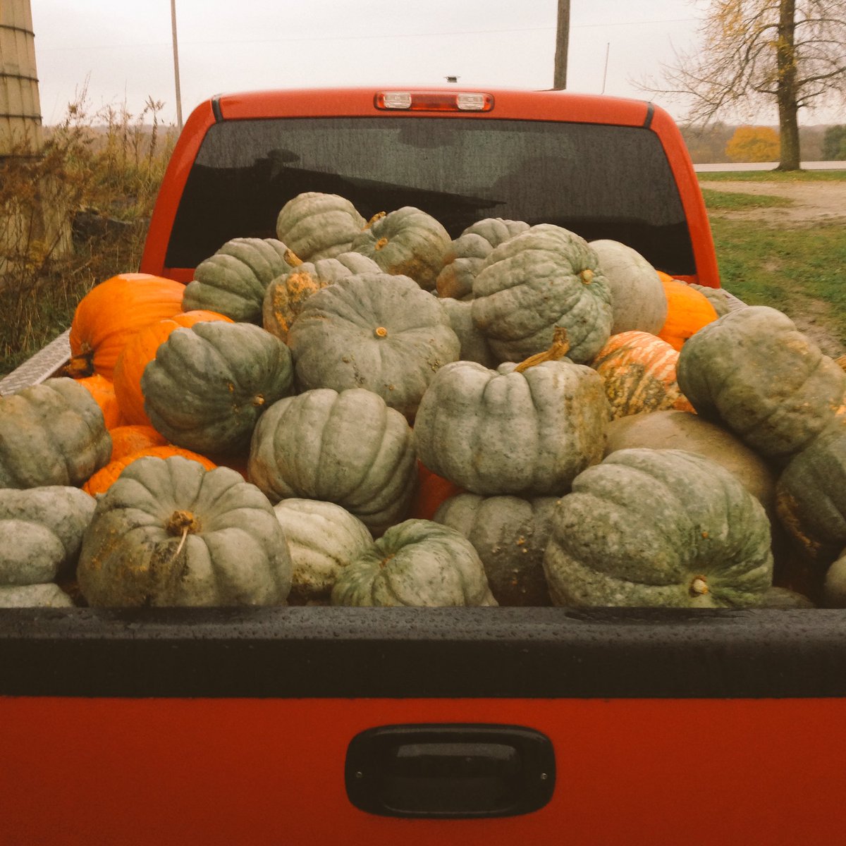 One key to successful farming: be resourceful. Free post-Halloween 🎃s make great pig feed. #SustainableFarmer 🎃>>🐖