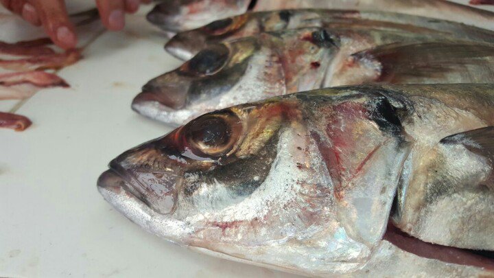 angelperea01's tweet photo. #Imarpe muestra II taller nuevas escalas de madurez de #anchoveta #jurel #lenguado #cachema https://t.co/RhrwE9pSSY
