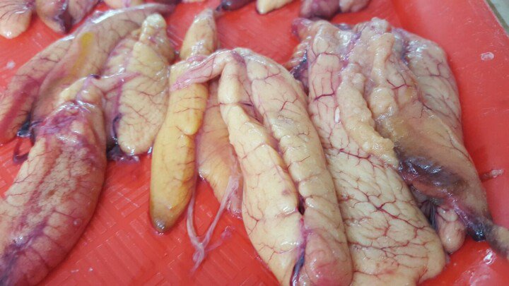 angelperea01's tweet photo. #Imarpe muestra II taller nuevas escalas de madurez de #anchoveta #jurel #lenguado #cachema https://t.co/RhrwE9pSSY