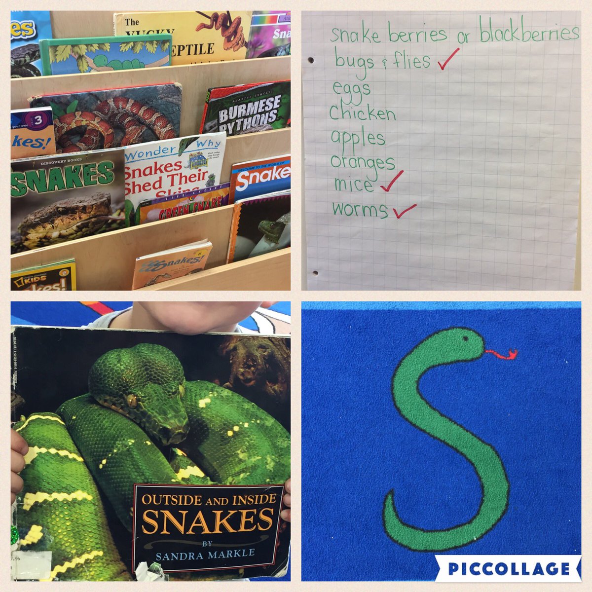 GlendaBensonSPS's tweet photo. JSK-KB @StirlingPS,  Snake wonderings are happening in our class!  #inquiry #climb #eatpeople #whatdotheyeat #changecolour #snakebooks https://t.co/YwdLTPviki