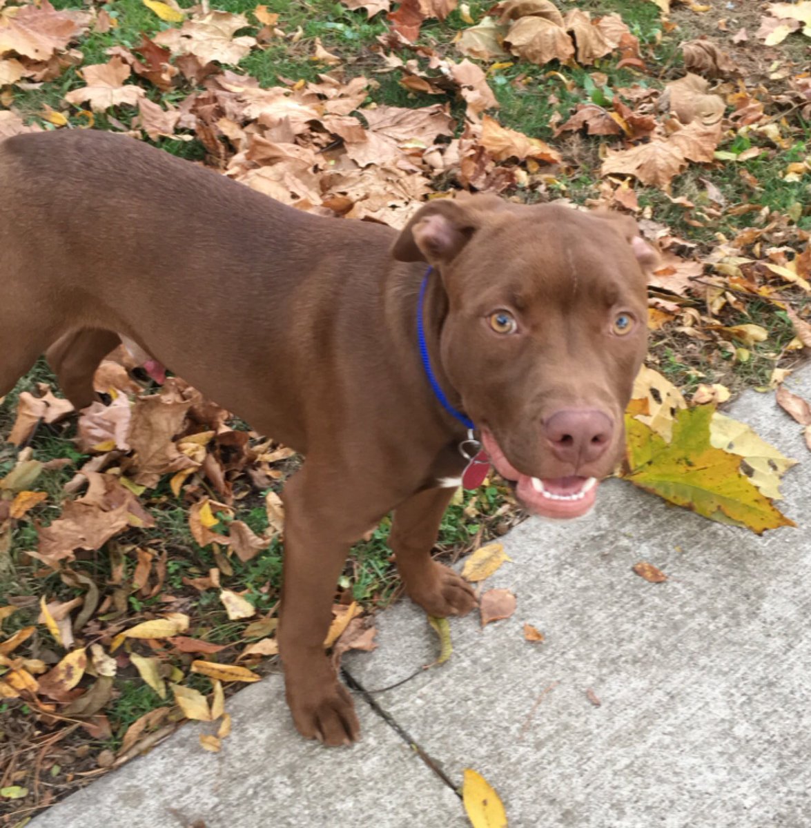 jakebowman83's tweet image. My little boy is getting so big. #32lbs