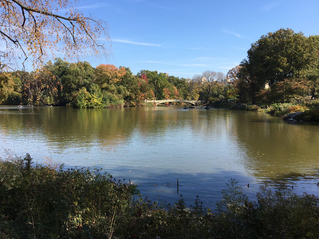 pomoshnikov's tweet photo. Una passeggiata di 20km a Central Park #newyorkcity #Manhattan #rockfeller https://t.co/BRtgX2h5iB