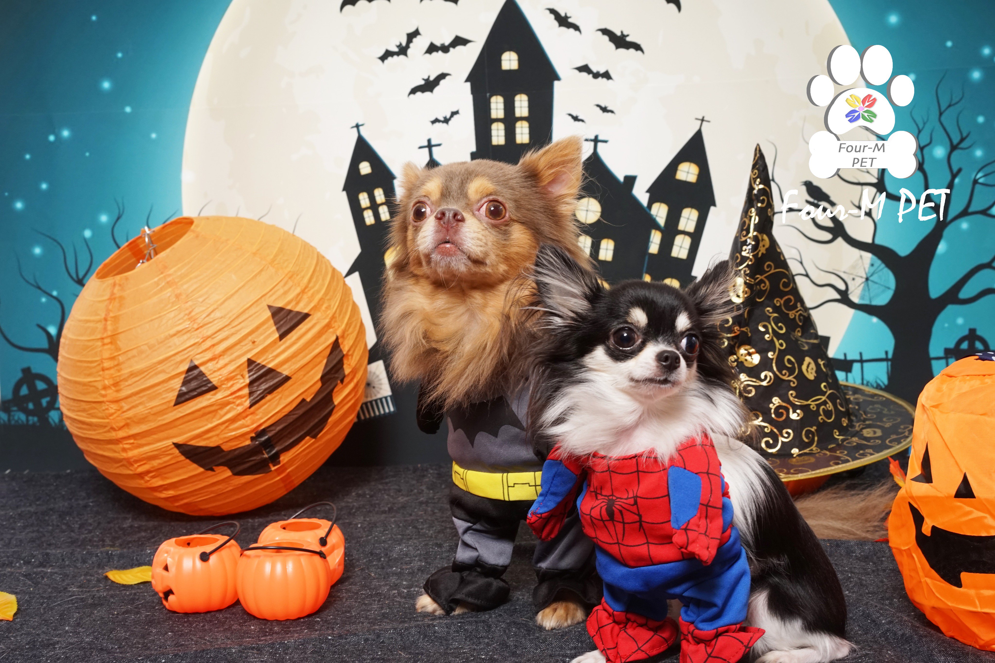 ペット専門スタジオ Four M Pet ハロウィン撮影会の写真です たくさんの可愛いワンちゃんが来てくれました これからもたくさんのワンちゃんの素敵な思い出を残せるように 頑張って行きます 撮影に興味のある方はお気軽にお問合わせください