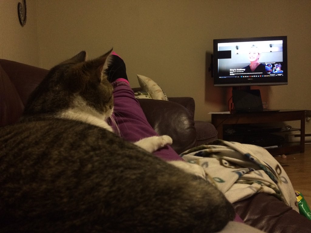 MusicOnMyMind86's tweet photo. I jump on my human 3 minutes before she has to get up and start a new episode on Netflix #everysingletime #catlogic https://t.co/9QklYwR0ZI