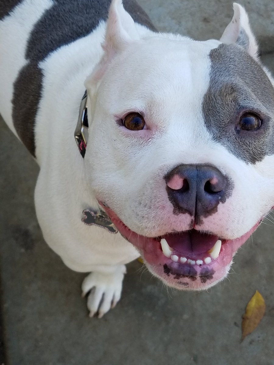 picklesthepit's tweet photo. https://t.co/zBKX36urEH
Help support my No Puppies for Hussies FREE spay and neuter project! Get your calendar today! https://t.co/o9cl4Jdut4