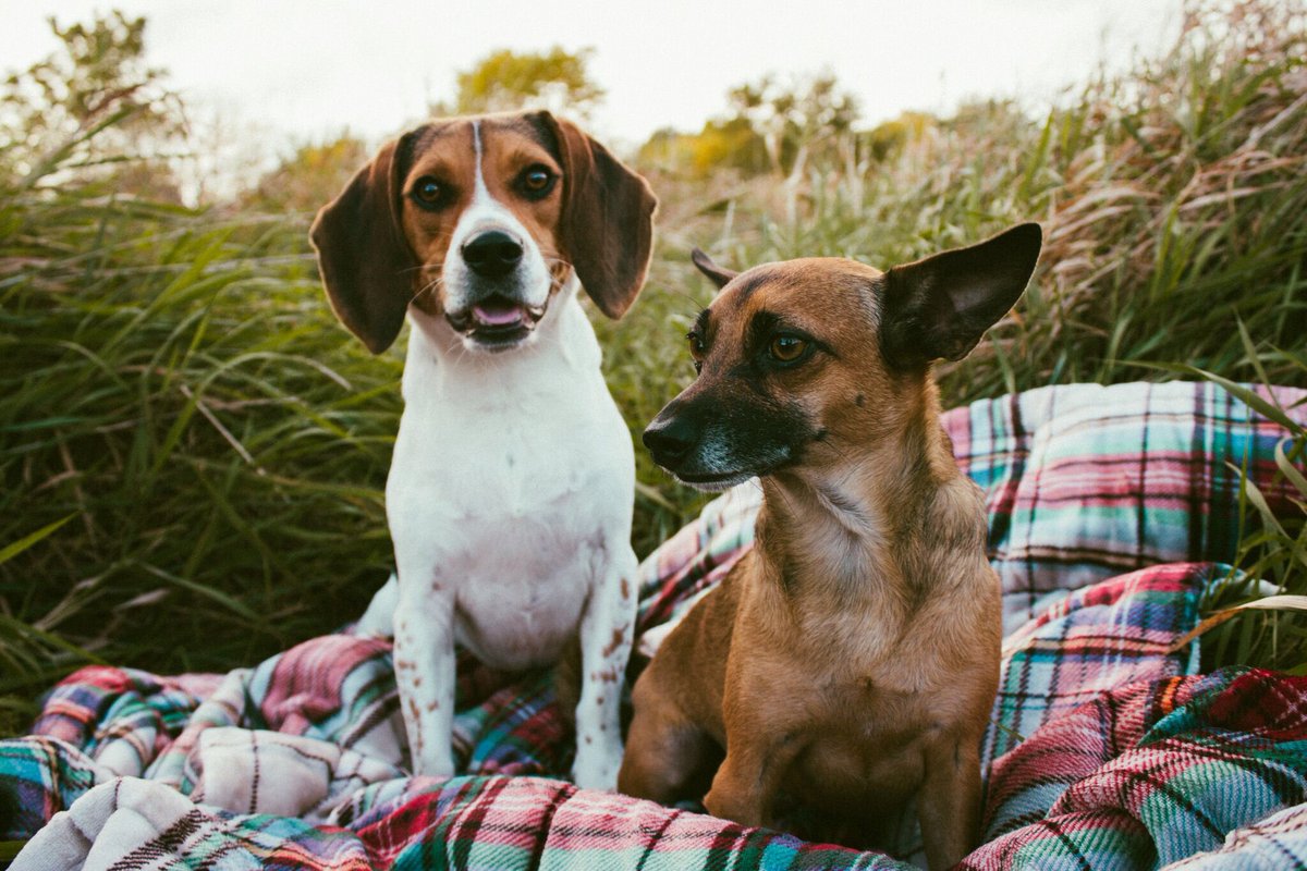 emmaincontro's tweet photo. Is my family the type to have a photoshoot for our dogs?

Absolutely https://t.co/xAgsPHEPcK