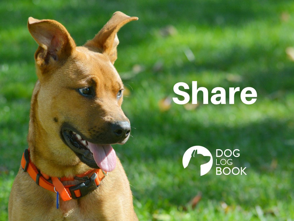 DOGLOGBOOK tweet media