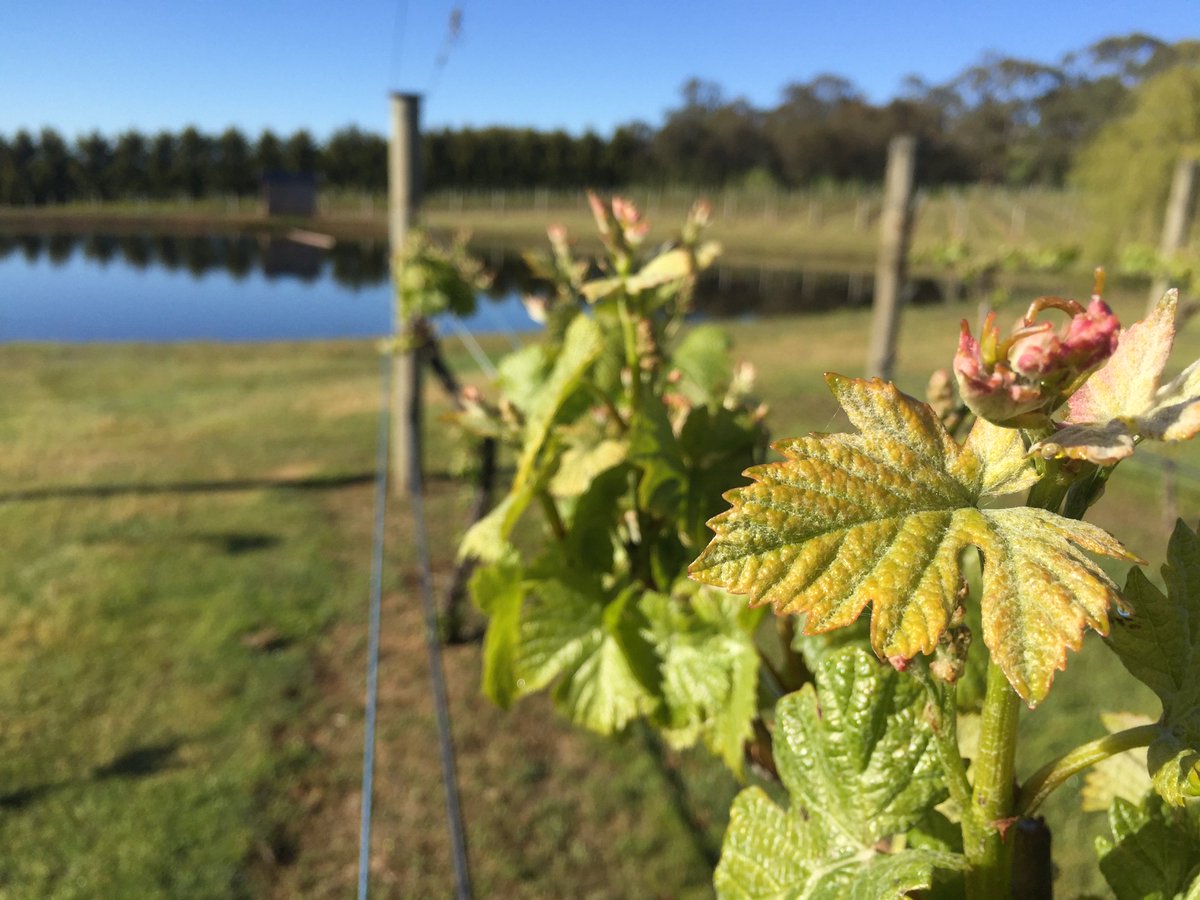 Lyons Will Estate tweet media