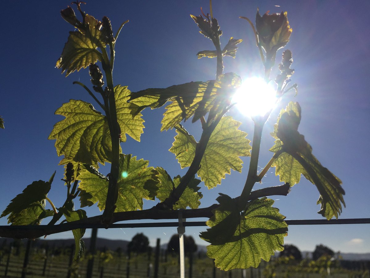 Lyons Will Estate tweet media