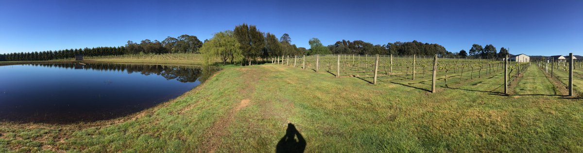 Lyons Will Estate tweet media