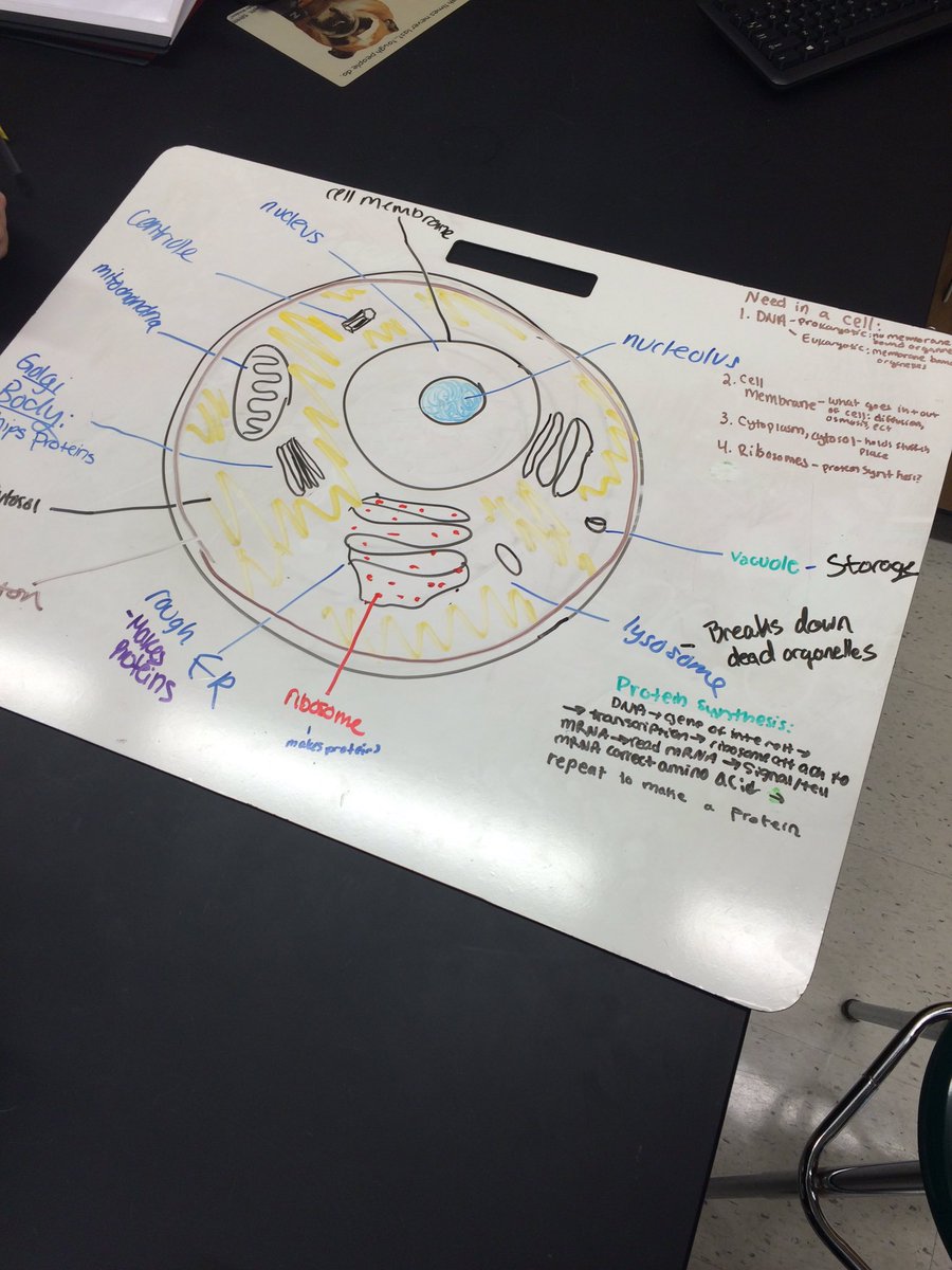 slevickjr's tweet photo. How the cell did this only take us 5 minutes?! #GPNMED @SueSpeirs_RT https://t.co/to0oNKAIYl