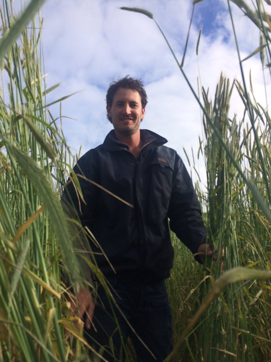 alishafogden's tweet photo. Feed city @culburra🌱 #southerngreen #ryecorn #gotcrop #6ft #keringa #agjournolyf #onfarm https://t.co/MtiOpoDXiH