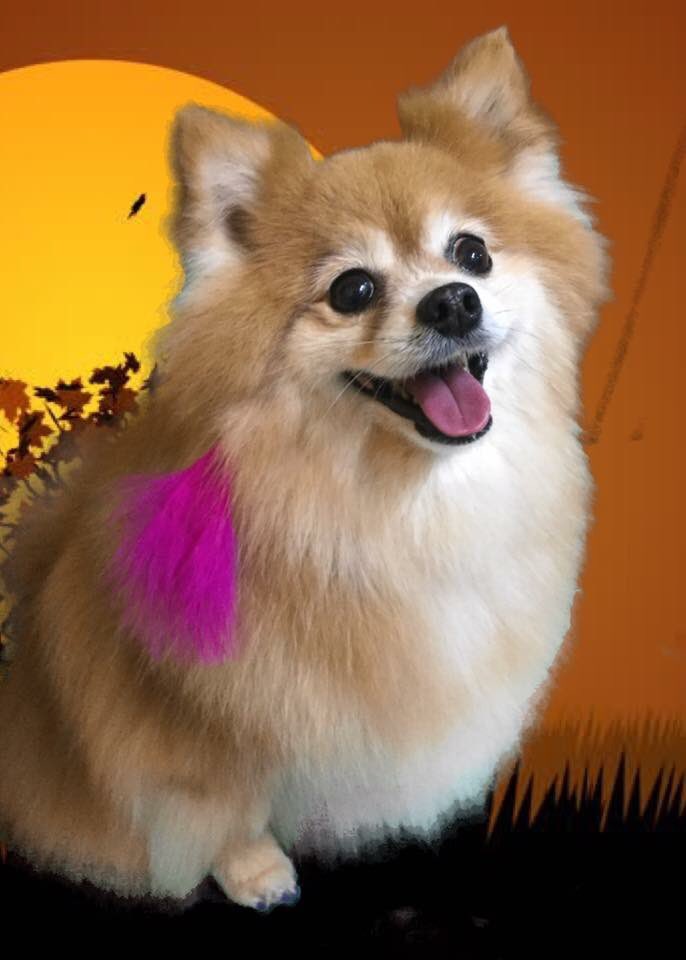 Ruby_the_dog (@RubyRue_the_dog) / Posts / X