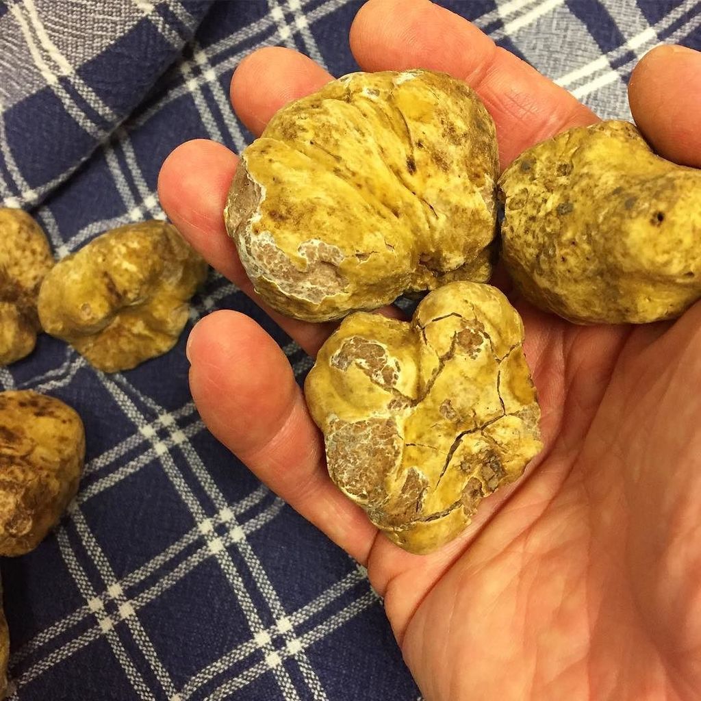 Super stoked for fresh white #truffles from @marinellotartufi