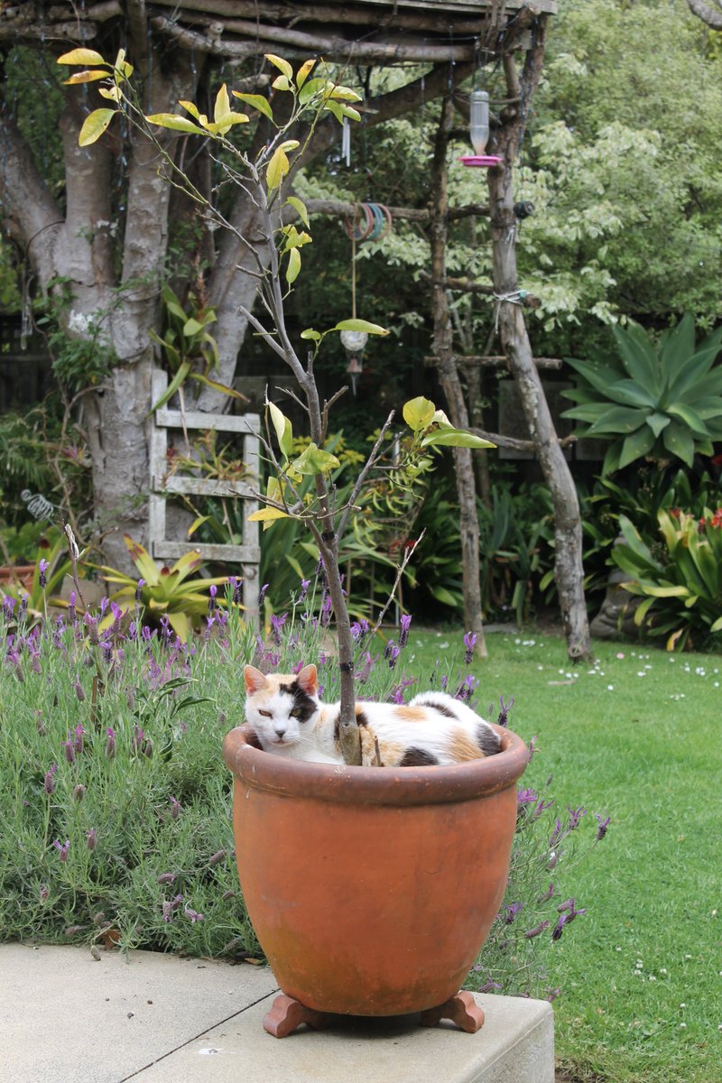 suecopsey's tweet photo. The view from here #notmycat #pottedcolour https://t.co/4WzIumLjOo