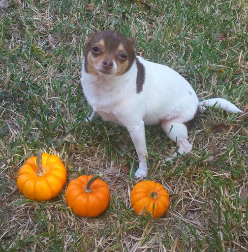 porganmaige92's tweet image. Sweet Harlee! See the difference. #ONEdifference #FreeSample landing.smiley360.com/landingpage147…