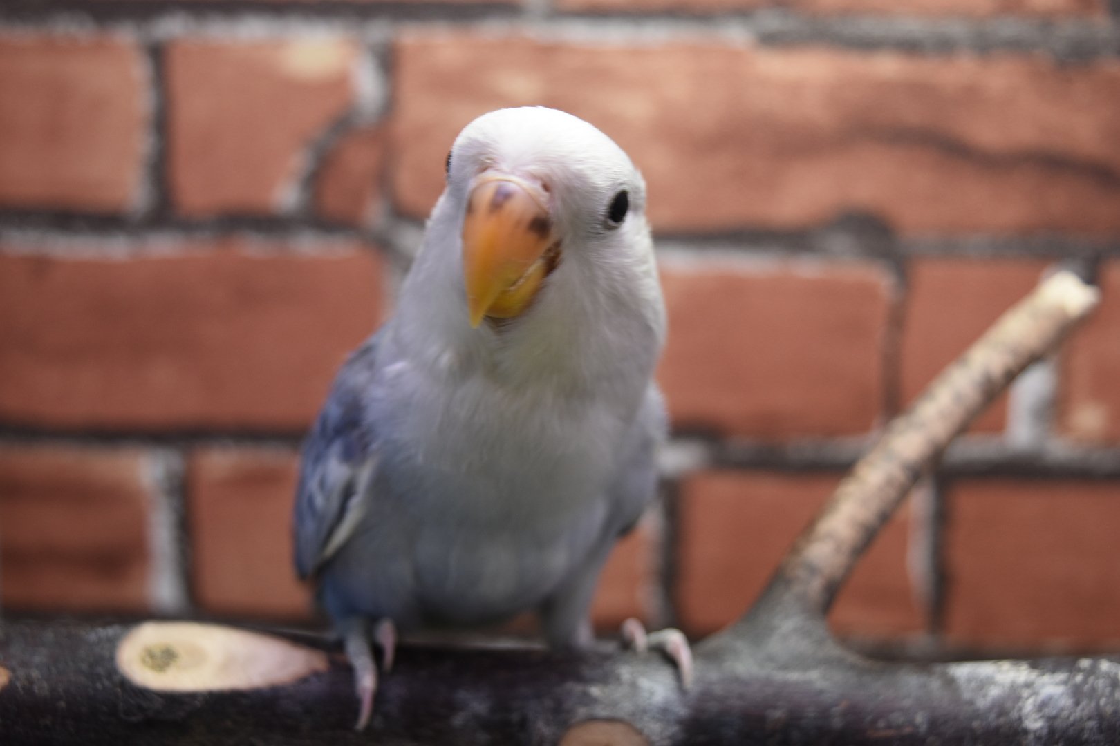 小鳥とハ虫類のペット屋さん コザクラインコバイオレットパイドが一人餌になりました ペレットを食べています 他にもオカメインコ サザナミインコ 文鳥 セキセイインコ等色々います ご来店お待ちしています T Co Db7sbmvp6o Twitter