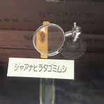 全国の平田さんを煽っておる虫wいや悪意がありすぎw