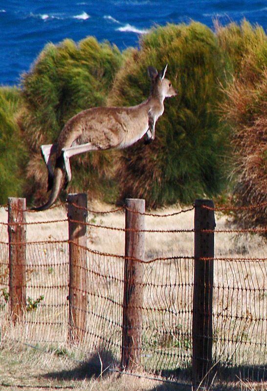 saholidayguide1's tweet photo. Ever seen a kangaroo jump over a fence. Check this photo out #SAHolidayGuide #SAHoliday 📷https://t.co/2x3JiOlxIr from pinterest https://t.co/OEoZDLJnwB