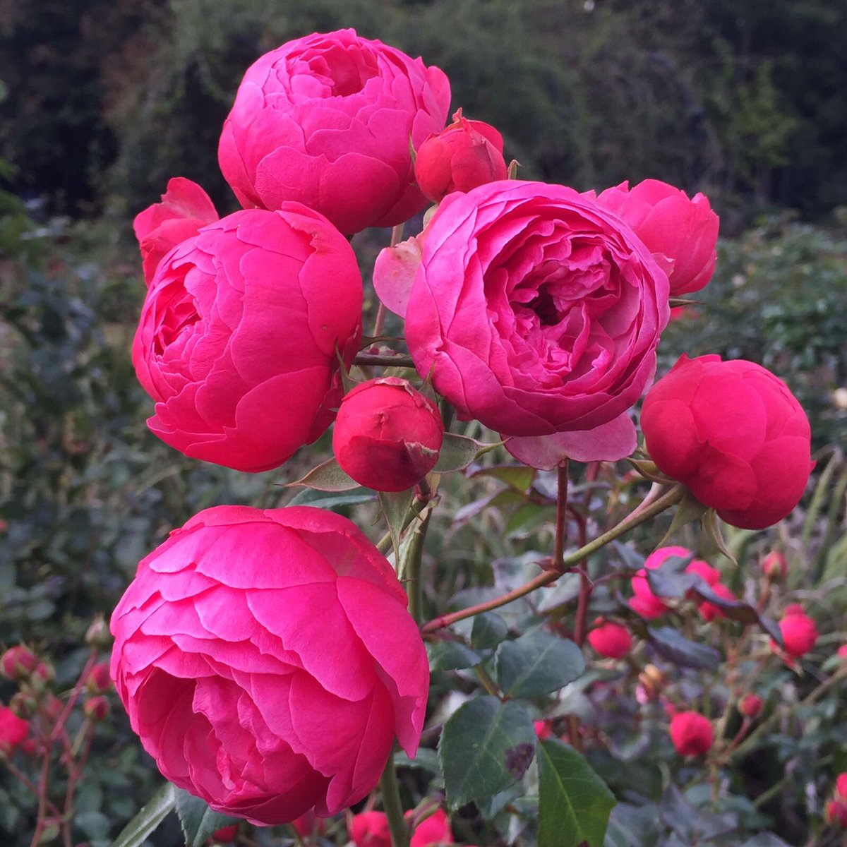#RoseOfTheDay Pomponella in #TheGardensOfTheRose
