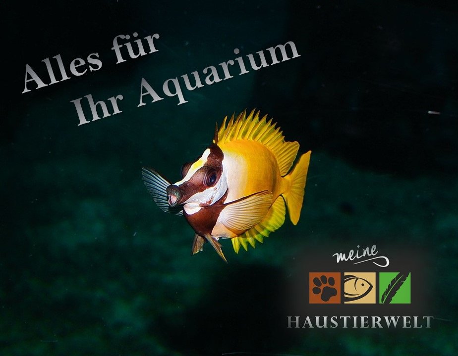 Jetzt auf meinehaustierwelt24.de/aquaristik
