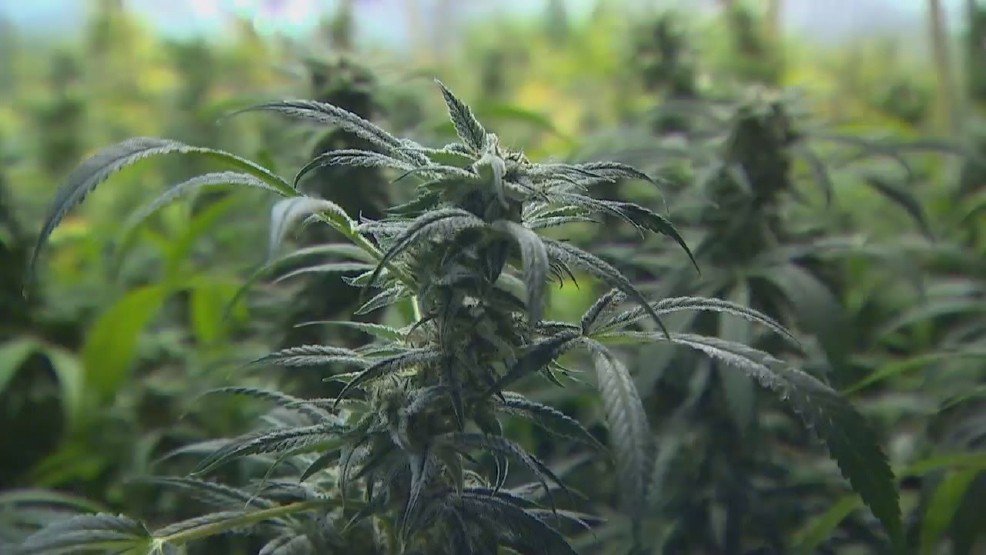 KATUNews's tweet image. California cities ban pot sales ahead of state vote #LiveOnK2 k2ne.ws/2eWgzMi