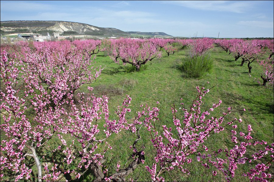 Цветущий персиковый сад. Цветущий персиковый сад. Цветущий персиковый сад. Персиковые сады архипо осиповка. Персиковое дерево цветение.