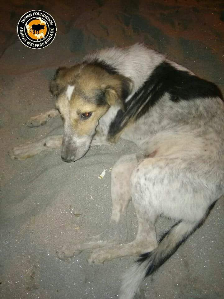 dhyanfoundation's tweet photo. Volunteers have rescued these dogs and taken to #Krishnaashram and #sanjaygandhi for treatment. #DogRescue
#Feedadog
#AnimalBrigade https://t.co/aKr7ZoPvfx