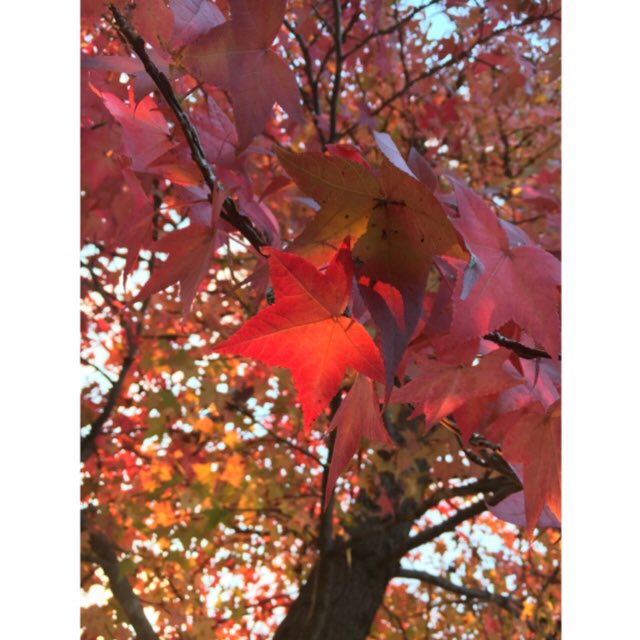 omiaran0131's tweet photo. ☺️🍁 https://t.co/4hVoLwD7i3