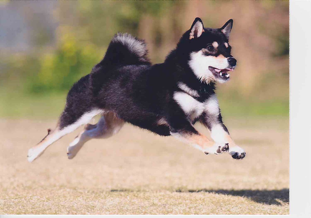 黒柴犬 ゴロちゃん En Twitter 飛行犬撮ってきました ただ走ってるだけに見えたのに やっぱりプロが取るとすごい 黒柴 Shibainu T Co Irf61k6rh8 Twitter