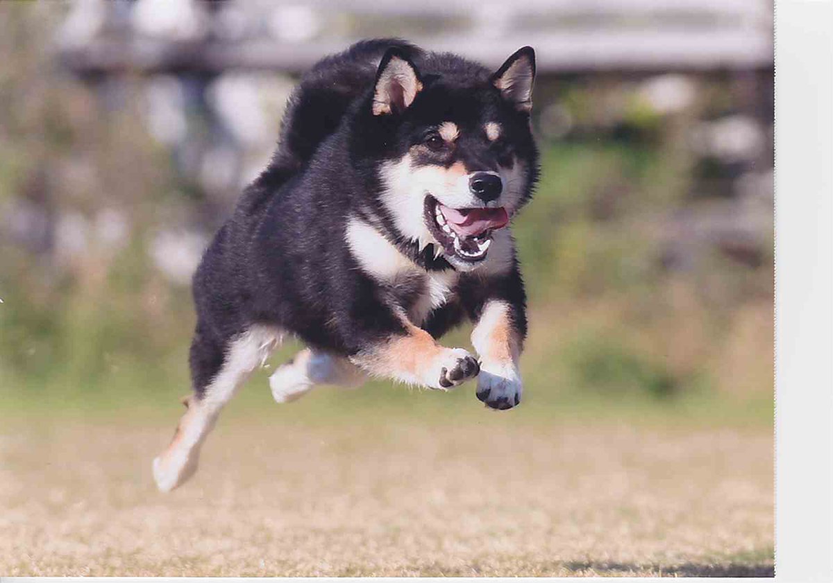 黒柴犬 ゴロちゃん En Twitter 飛行犬撮ってきました ただ走ってるだけに見えたのに やっぱりプロが取るとすごい 黒柴 Shibainu T Co Irf61k6rh8 Twitter