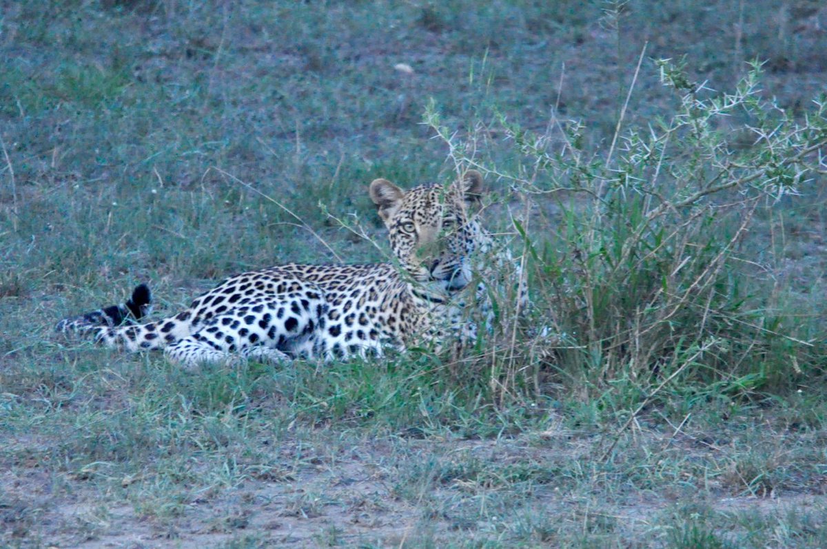 Thank you to a guest, Karl, for this great photo of Jeronimo the leopard! #LakeMburo is one of the best parks in Uganda to spot #leopard.