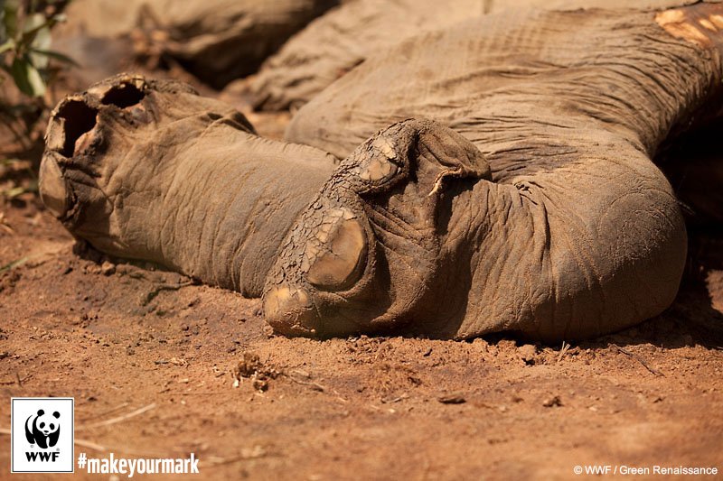 WWF's tweet photo. 🐘 Study shows bringing #elephants back would bring revenue, too. Help save their #WorldHeritage home https://t.co/mynpU51Rki https://t.co/0erG4V9Ce4