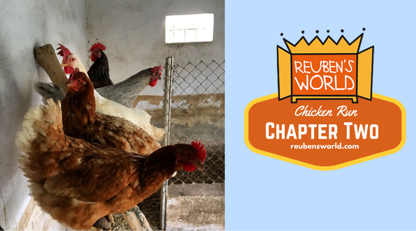 Reubens_World's tweet photo. Chicken Run: Chapter Two https://t.co/5xmagoiOaG #ReubensWorld https://t.co/7lqZC2QCUK
